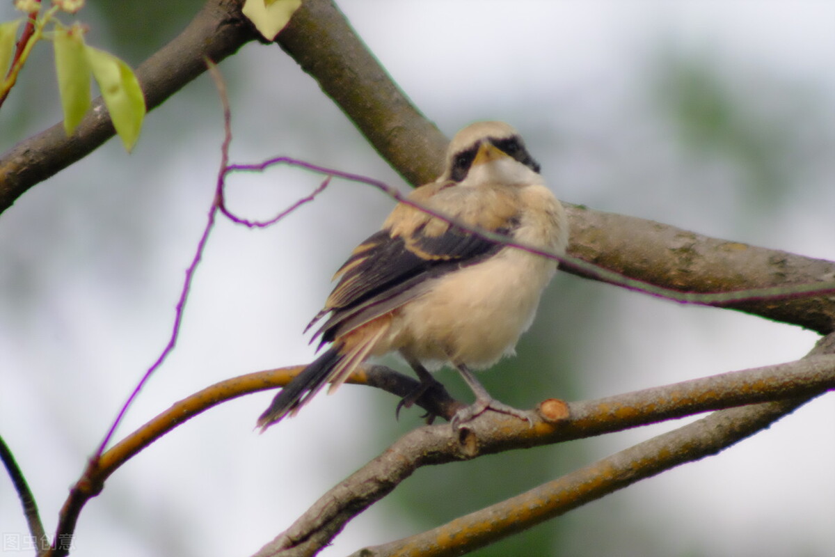 报得三春晖中晖是什么意思,报得三春晖的三春指的是