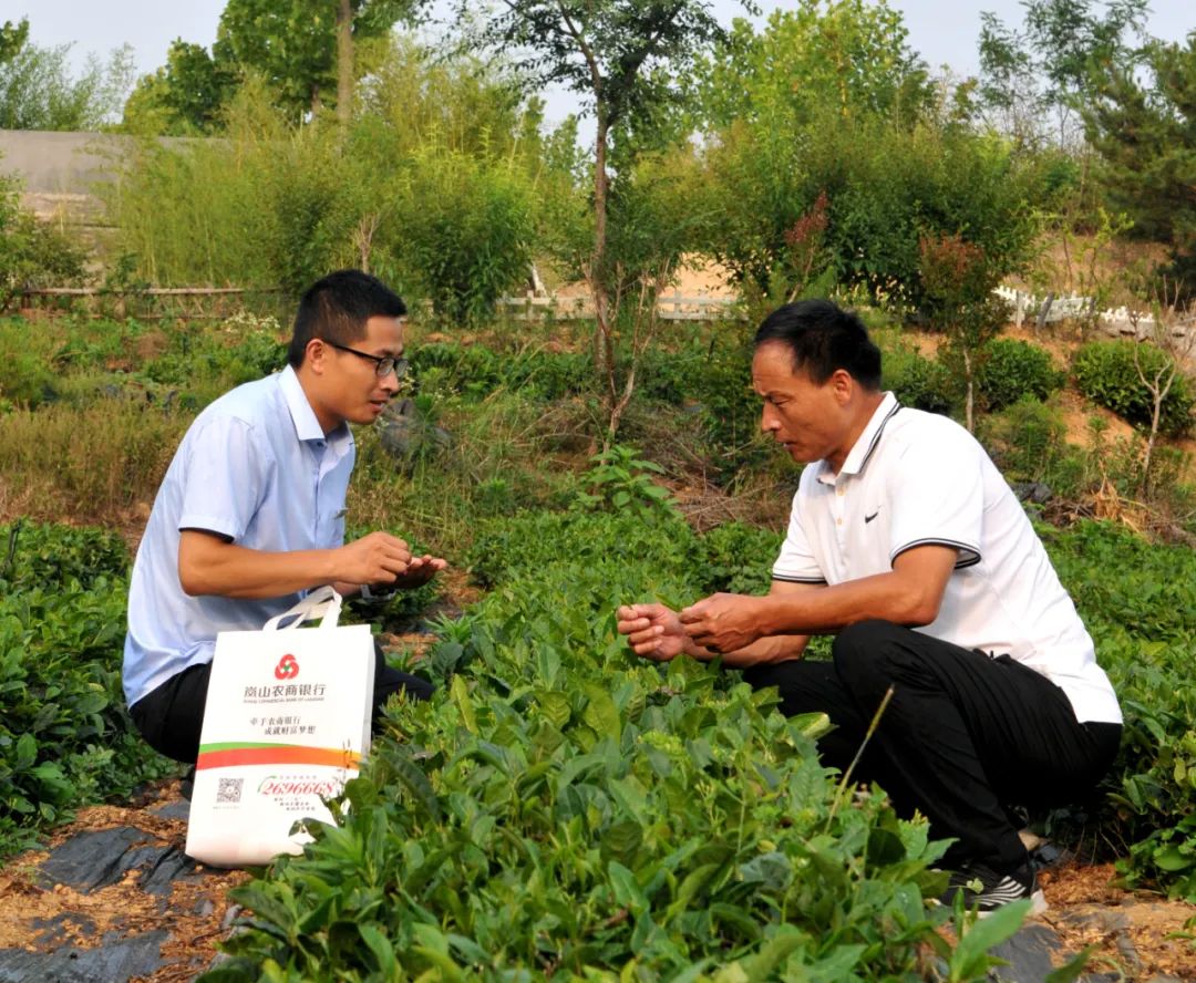 “茶飘香贷”助力“北方第一茶”