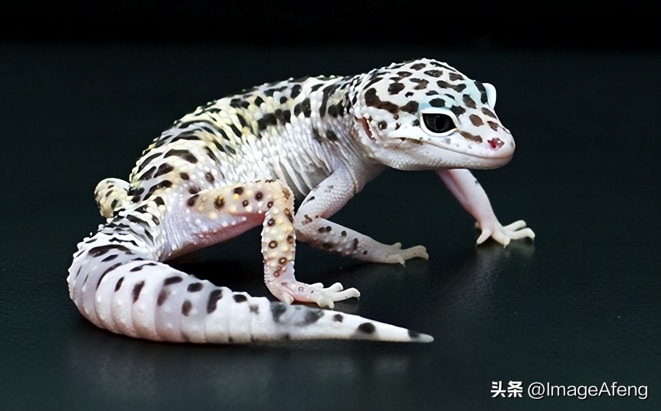 关于壁虎的资料,壁虎百科知识