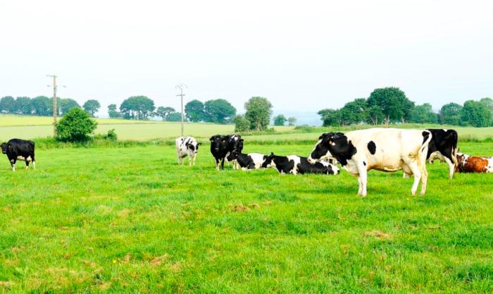 优博瑞慕和飞鹤星飞帆哪个甜一点,飞鹤和优博瑞慕哪个更好消化吸收