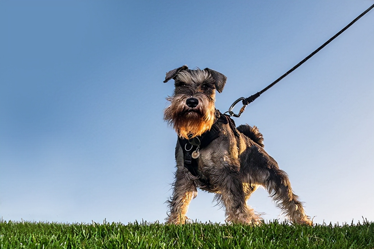 雪纳瑞能喝感冒药吗,雪纳瑞可以吃的消炎药有哪些