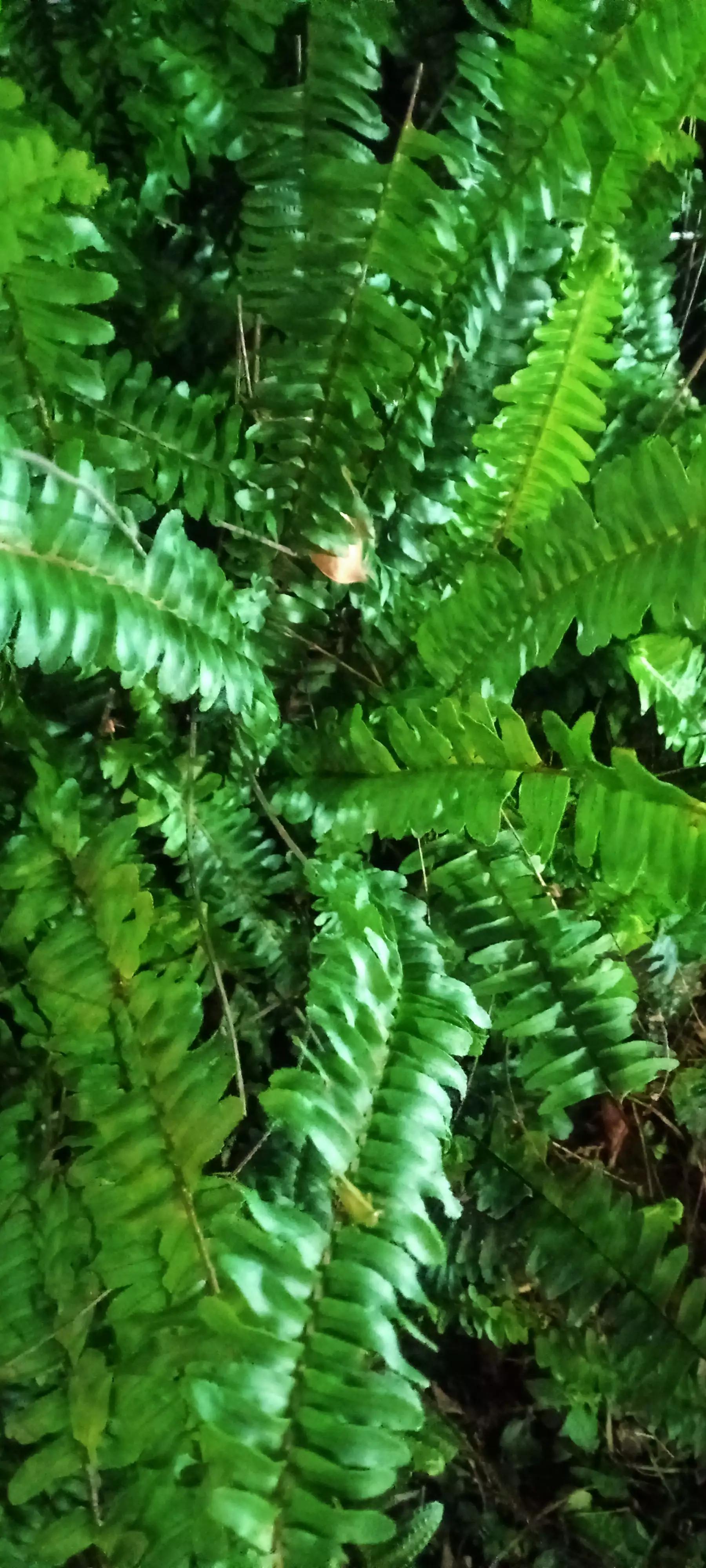 《岭南植物园：从野草到土地清洁工的肾蕨》