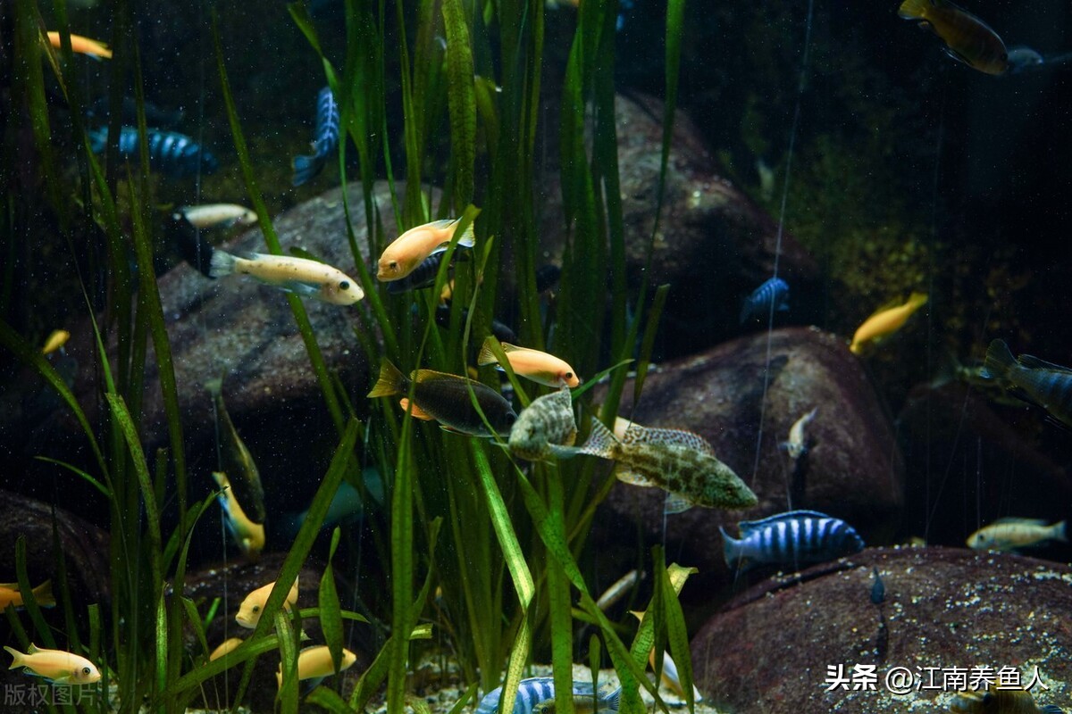 鱼缸滤材多久清洗一次怎么清洗,鱼缸过滤滤材多久清洗一次