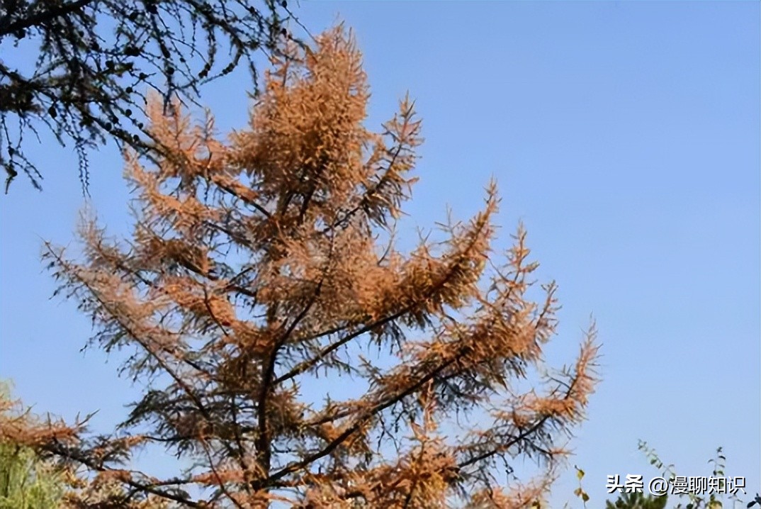 落叶松根部含二氢槲皮素功效,落叶松对人体有什么好处