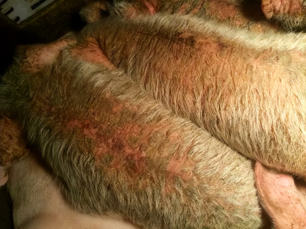 初生仔猪身上红斑是什么原因,仔猪得了渗出性皮炎治疗方法总结