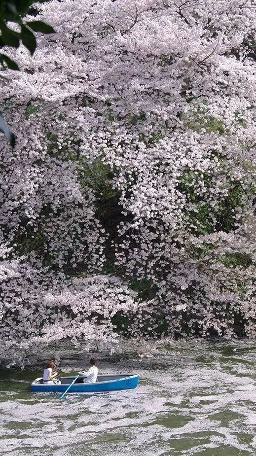 2023日本樱花什么时候开花,2023年日本樱花开放预测