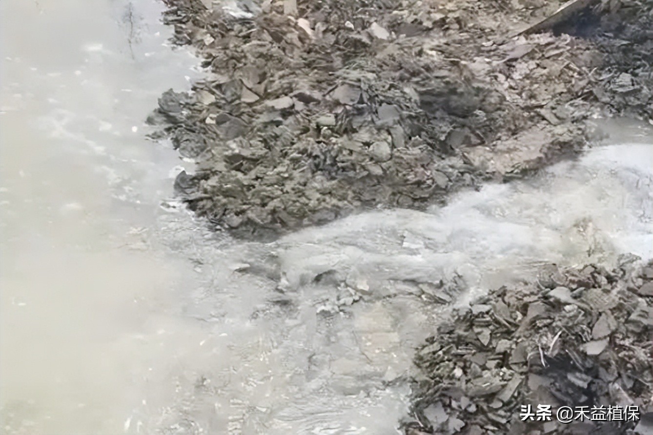 菜籽饼当肥料起什么作用,未腐熟菜籽饼怎样施柑橘果树