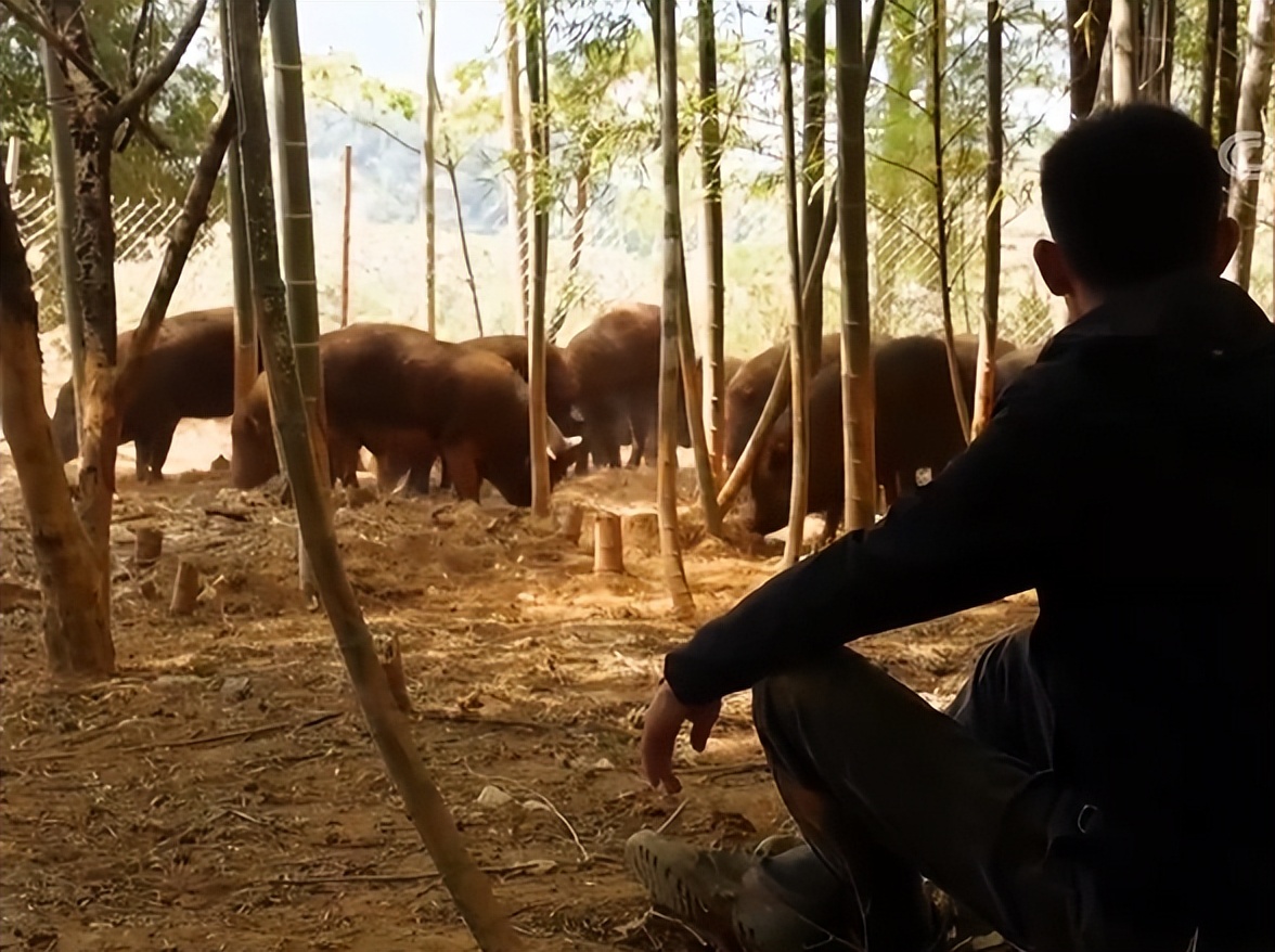 福建男子养“跳跳猪”，一斤猪肉最高卖出125元，年销售额达600万