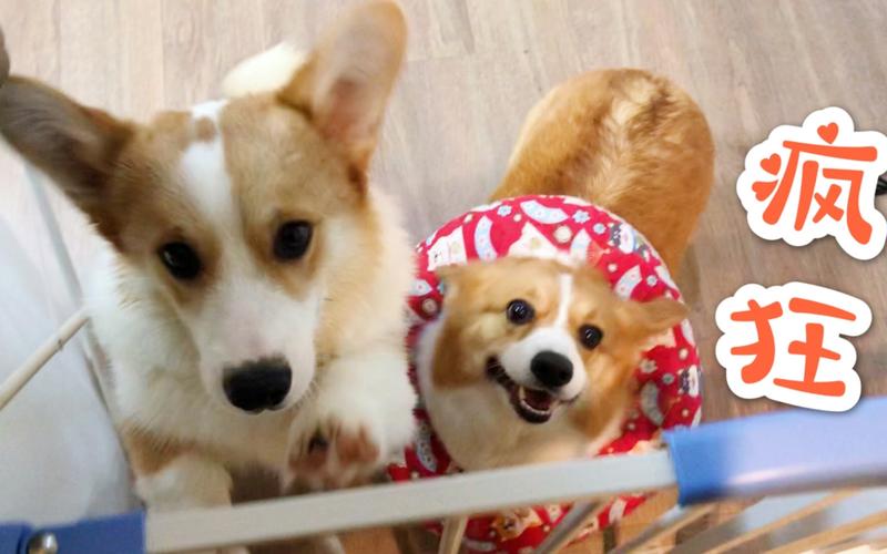 狗狗这些表现证明被你养熟了,幸运的狗狗遇到好主人