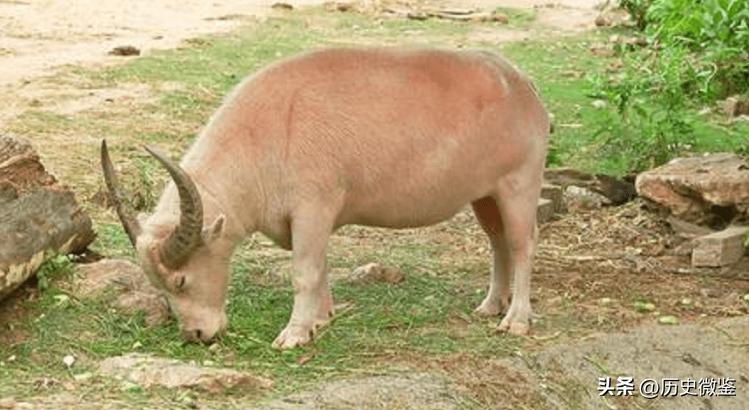 一头成年水牛值多少钱,二十几年的水牛值多少钱