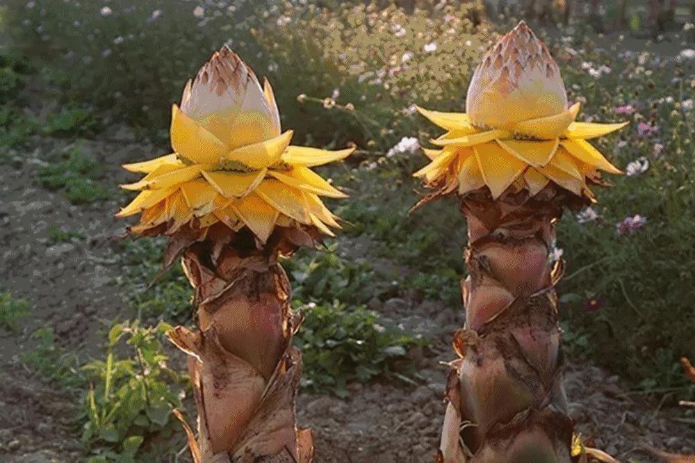 各种吉祥如意花图片,十种吉祥之花