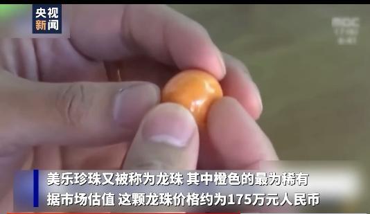山东一女子吃出龙珠,安徽女子吃椰子螺吃出龙珠