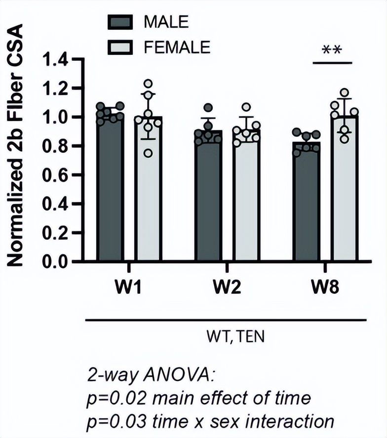 核因子,NFκB,在临床治疗上,是否与腱切断术的肌肉萎缩无关?