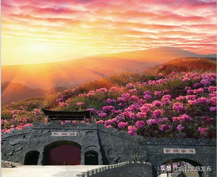 大山里映山红好美,映山红的美丽之处