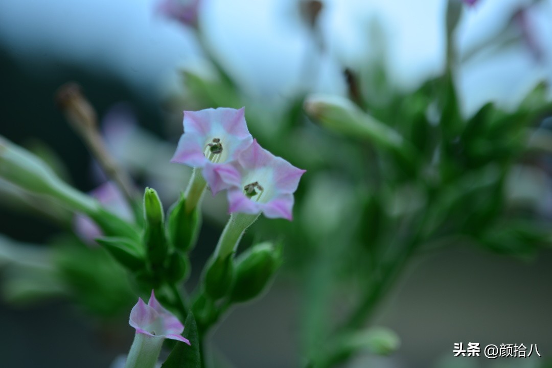冬天开花的室外花卉盆栽,温室盆栽观花花卉植物