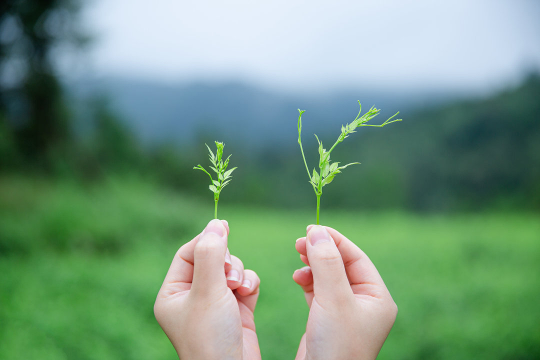 高端莓茶礼盒,小界莓茶怎么泡