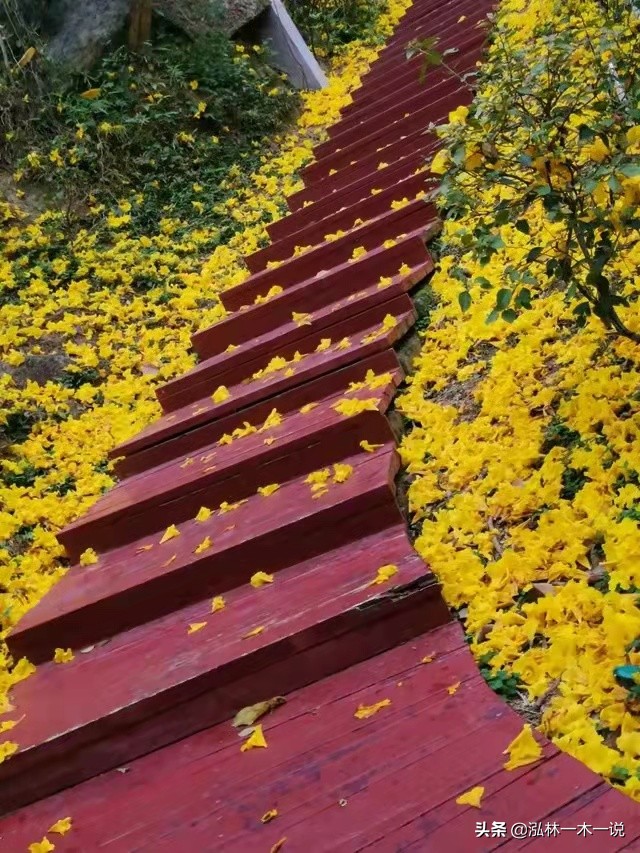 满城尽带黄金甲英文,满城尽带黄金甲美声