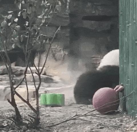 胖达在国外有多受欢迎?日本哭泣相送,比利时差点分裂?