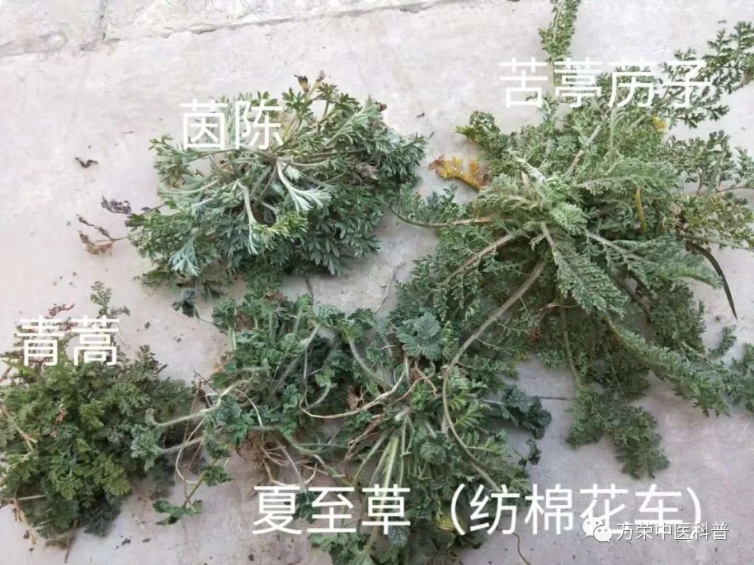 植物幼苗的发展过程详细,植物的幼苗在生长过程中