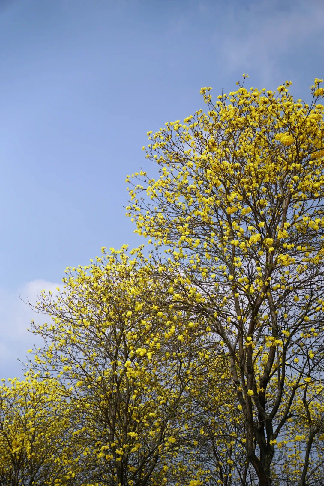 提前盛开！成都市区这个被偏爱的宝藏地又上新，即将刷爆全网