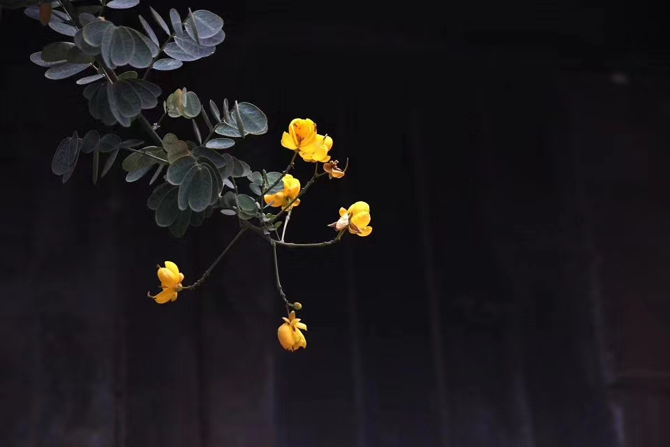 湘西凤凰古镇旅游攻略,我的凤凰之旅凤凰古城游玩攻略