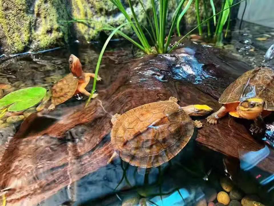 金钱龟治什么病最有效,金钱龟软壳病防治方法