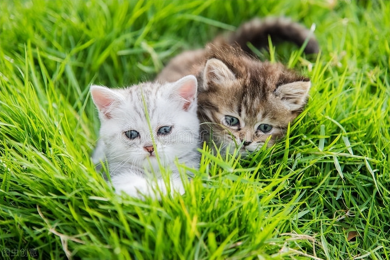 猫感冒了不能打疫苗么,小狗感冒了不管它会好吗