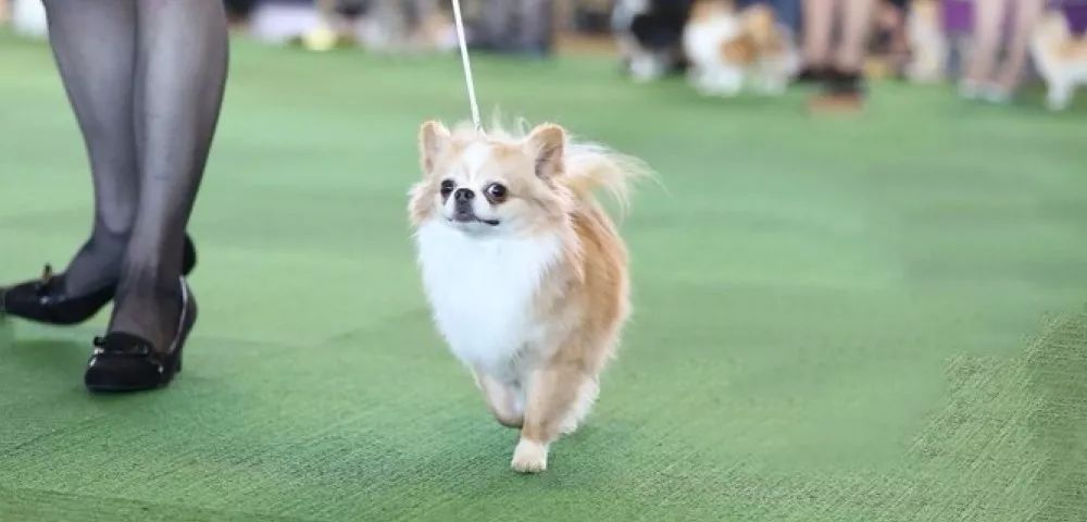 拉布拉多赛级犬怎么训练,天选之狗匹配度