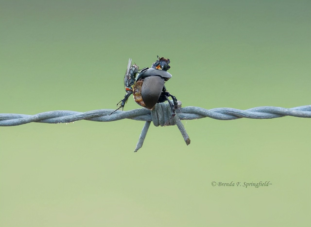 真实大象图片大全可爱,真实野生大象图片