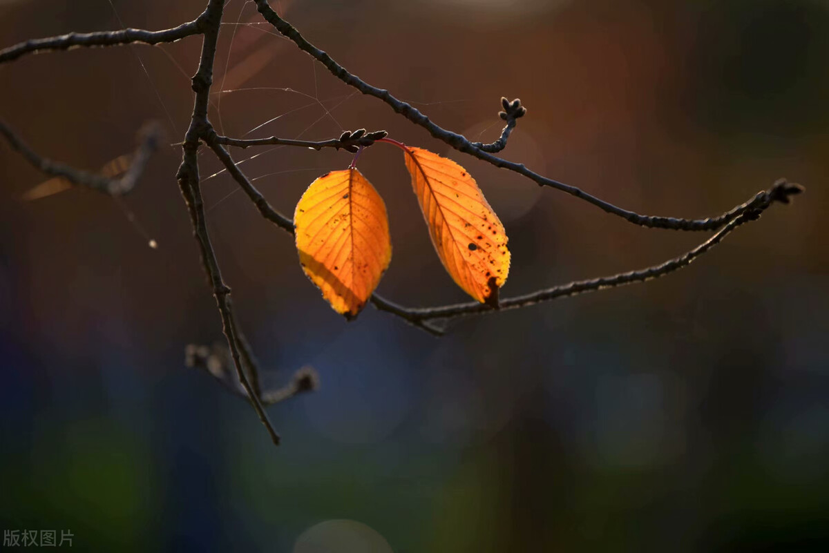 c罗世界杯2022失望时刻,c罗世界杯遗憾离场多年以后