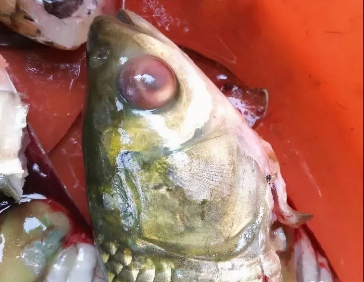 鱼眼睛白内障,鱼眼睛疾病