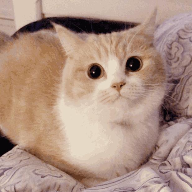 买沙发避坑大全,95%不知道选沙发小技巧