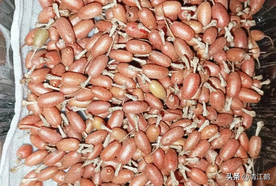 从未见过的稀奇物种,很多人没见过的奇怪生物