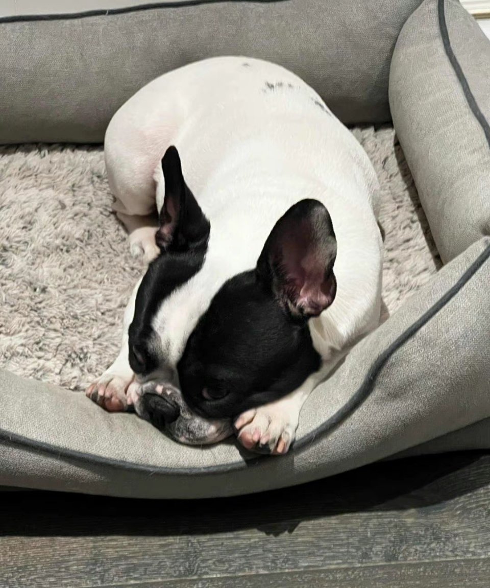 鹿晗跟毛不易认识吗,鹿晗毛不易养宠交流现场