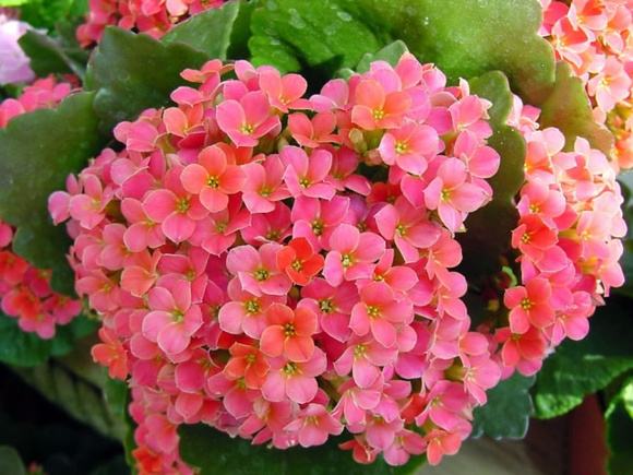 一盆种几种长寿花,一盆长寿花