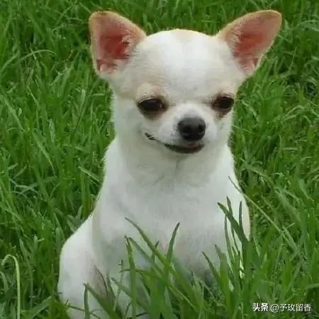 宠物狗应该怎么养详细介绍科普,宠物狗喂养及训练方法有哪些