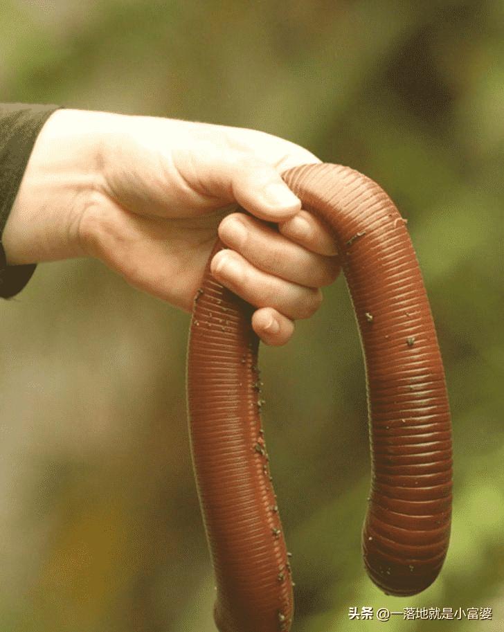 日军侵华老照片：女子自愿脱衣服让洋人拍摄，女孩拍下大尺度照片
