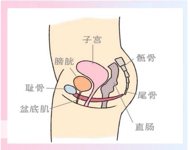 凯格尔盆底康复训练,kegel凯格尔运动音频