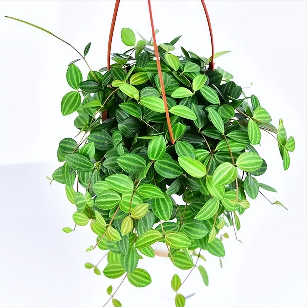 墨叶碧玉翡翠椒草,翡翠碧玉椒草