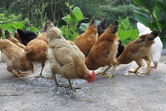 哪个品种的土鸡产蛋量多,散养土鸡公鸡比母鸡多影响产蛋吗