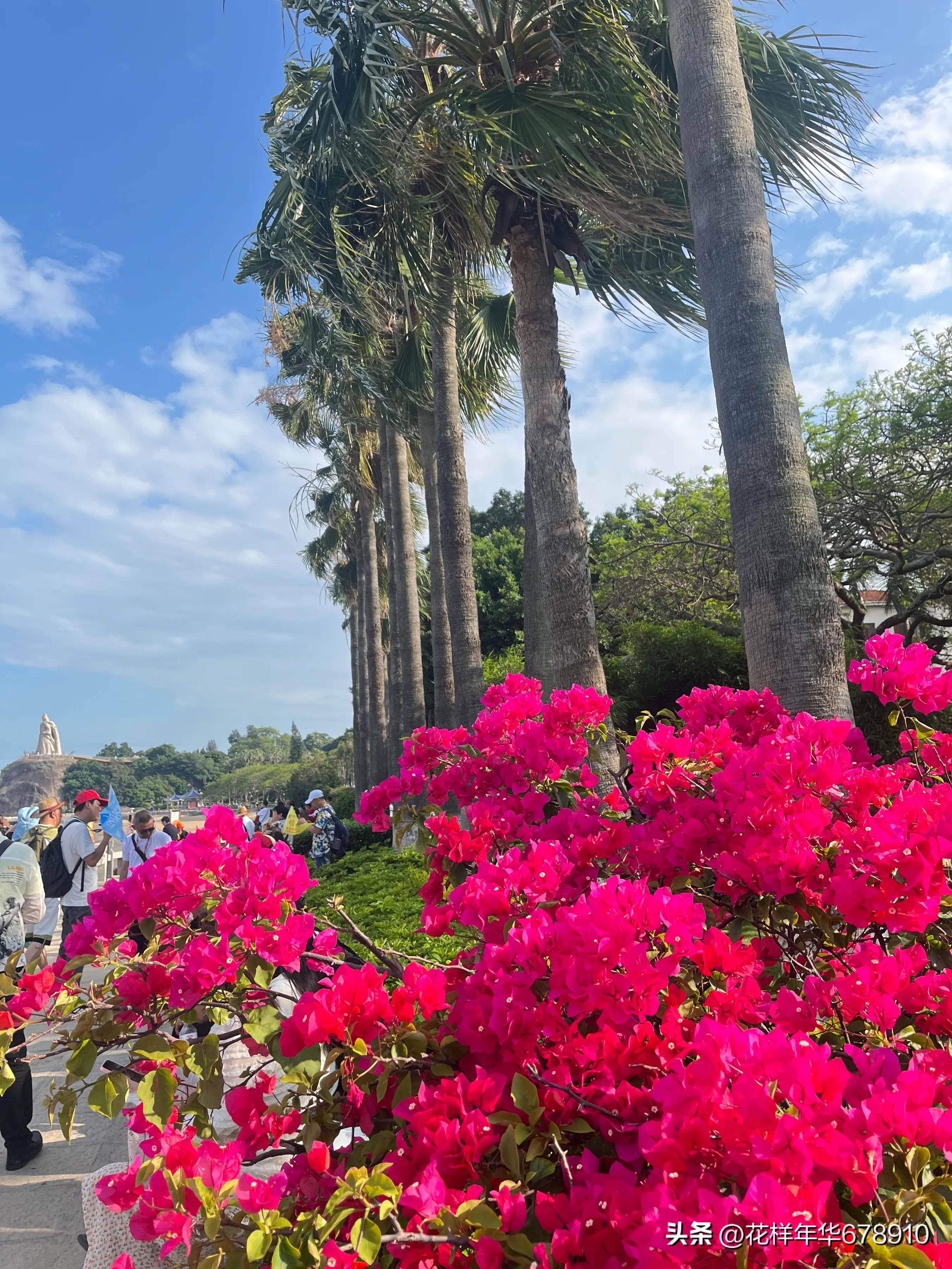 美丽的鼓浪屿鹭岛游艇夜游,美丽的厦门鼓浪屿海边沙滩风景