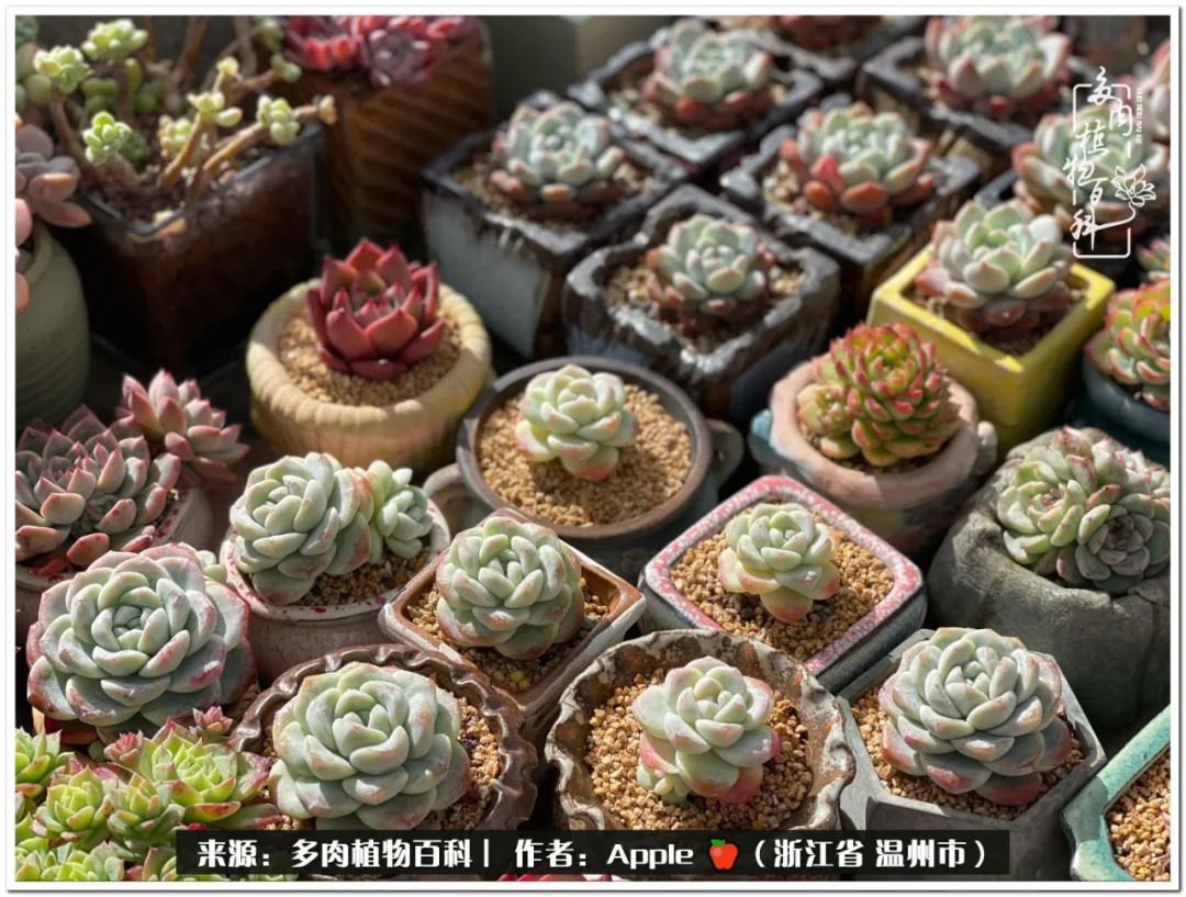 养多肉的快乐,只有养过多肉的人才明白的事