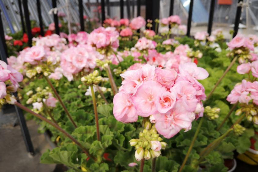 开春后可以修剪天竺葵吗,天竺葵开花期如何养护和管理