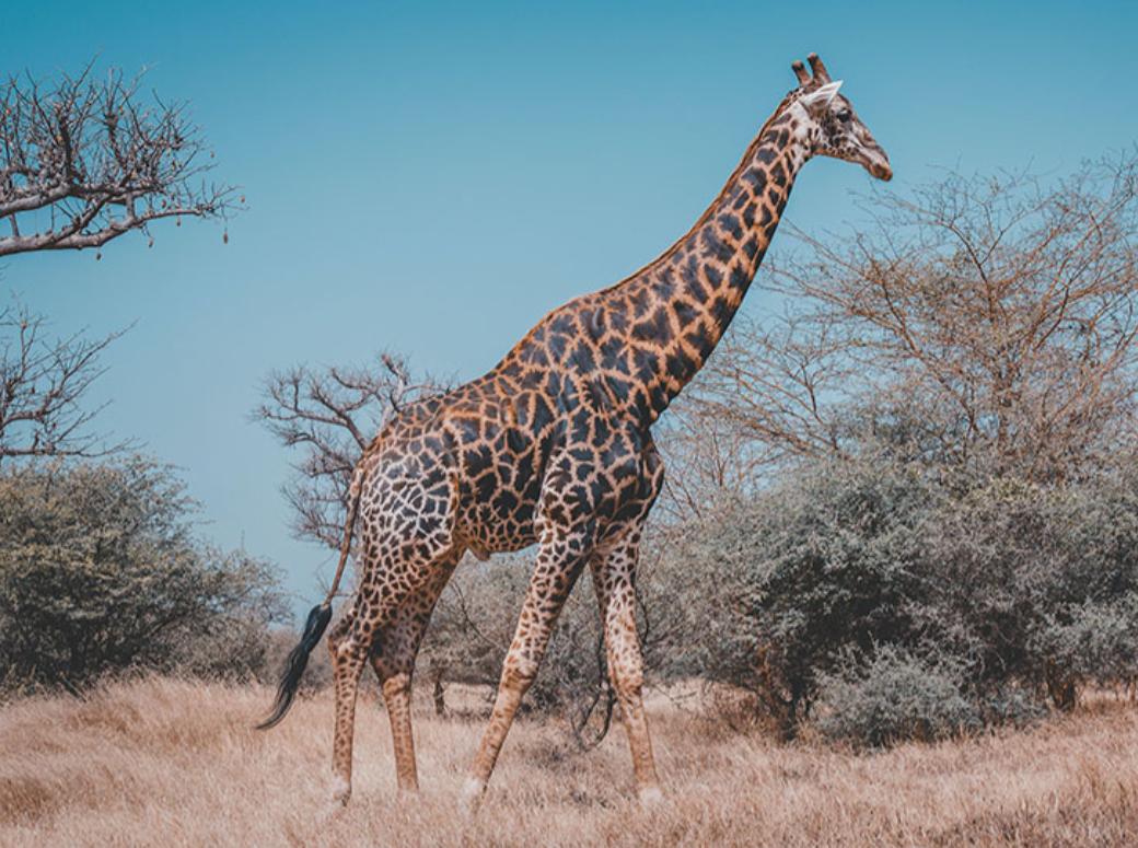 站着睡觉的动物有长颈鹿么,长颈鹿如何踢爆狮子