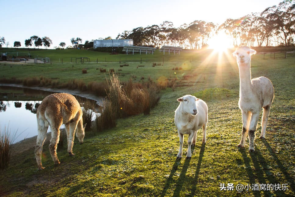 澳大利亚mclaren红酒多少钱,澳大利亚麦克拉伦谷产区