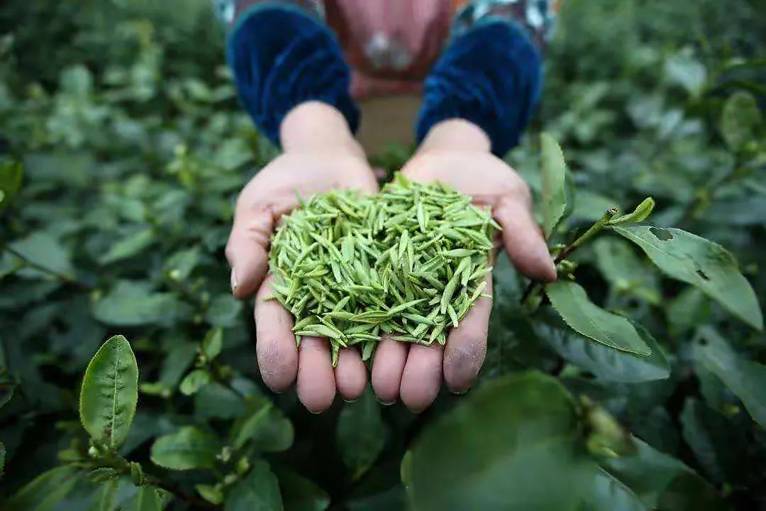 中国十大名茶口味,中国十大名茶中哪些是绿茶
