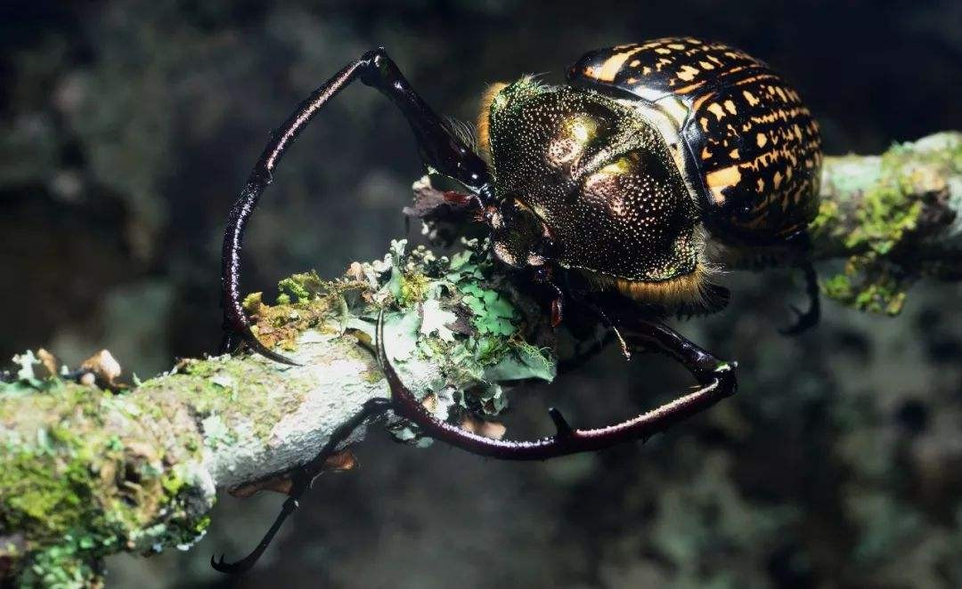 村民称发现网传20万一只的甲虫,村民抓到一只神秘的生物
