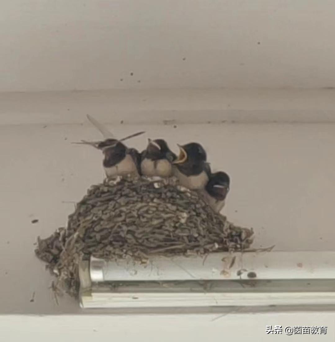 观察植物动物的书,观察动物小书本