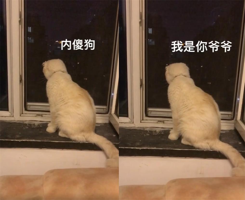 猫界顶流刘二豆,喵界顶流二豆