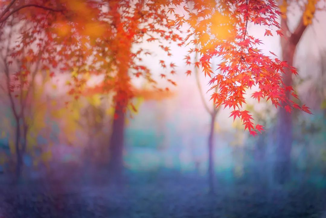 秋诗句最经典的十句,赞颂秋的经典诗句